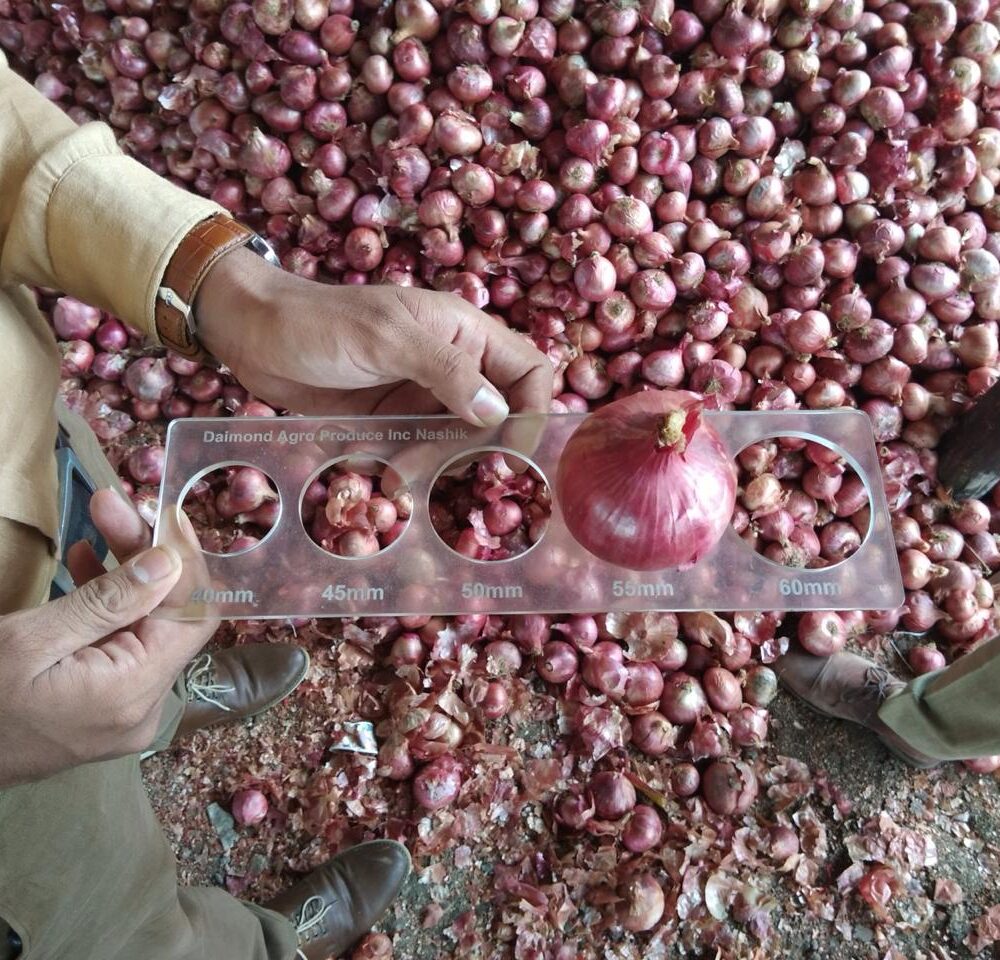 Shellot Onion